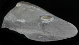 Promicroceras Ammonite - Dorset, England #30721-2